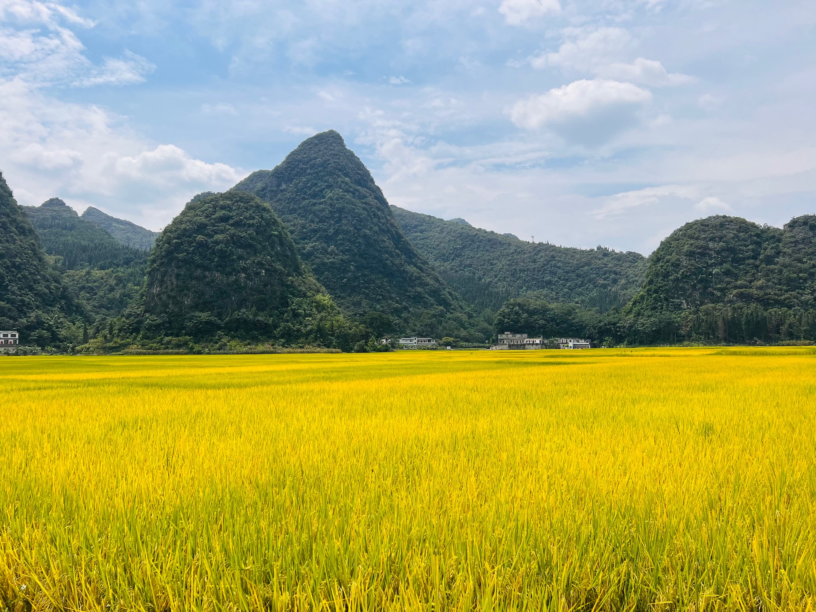 宁静的乡村田野风光